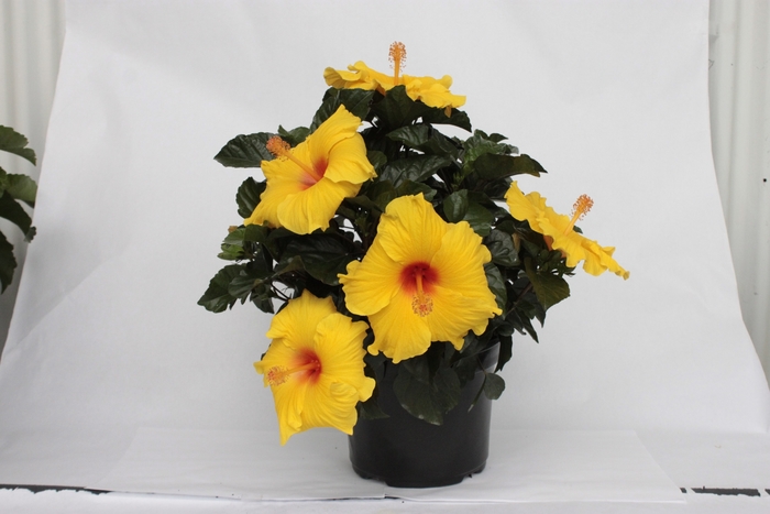 HibisQs® Multi-Tropic Yellow - Hibiscus from GCM Theme Three