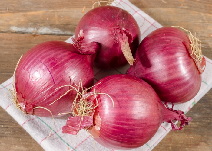 Onion - Allium cepa 'Red Wethersfield' from GCM Theme Three