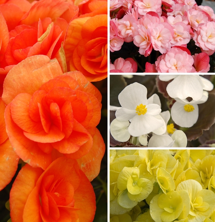 Begonia - Assorted Varieties from GCM Theme Three