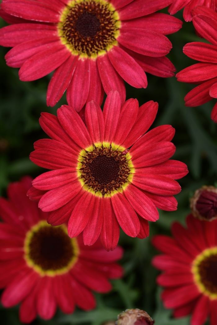Argyranthemum - Argyanthemum 'Grandessa Red' from GCM Theme Three