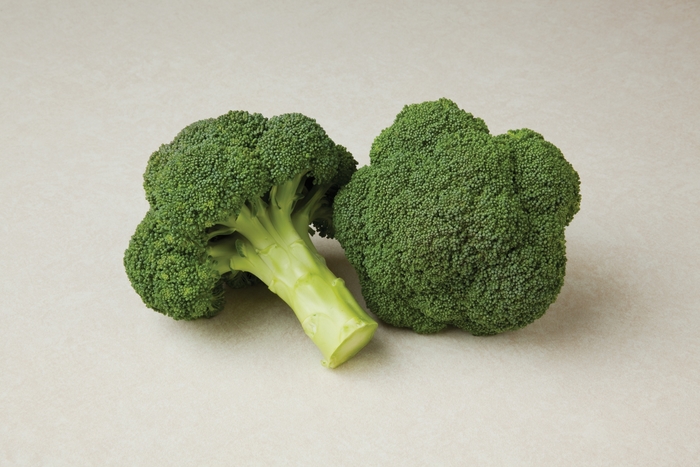 Broccoli - Brassica 'Durapak 16' from GCM Theme Three