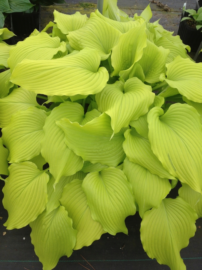 Plantain Lily - Hosta 'Dancing Queen' from GCM Theme Three