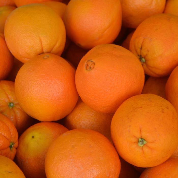 Navel Orange - Citrus sinensis from GCM Theme Three