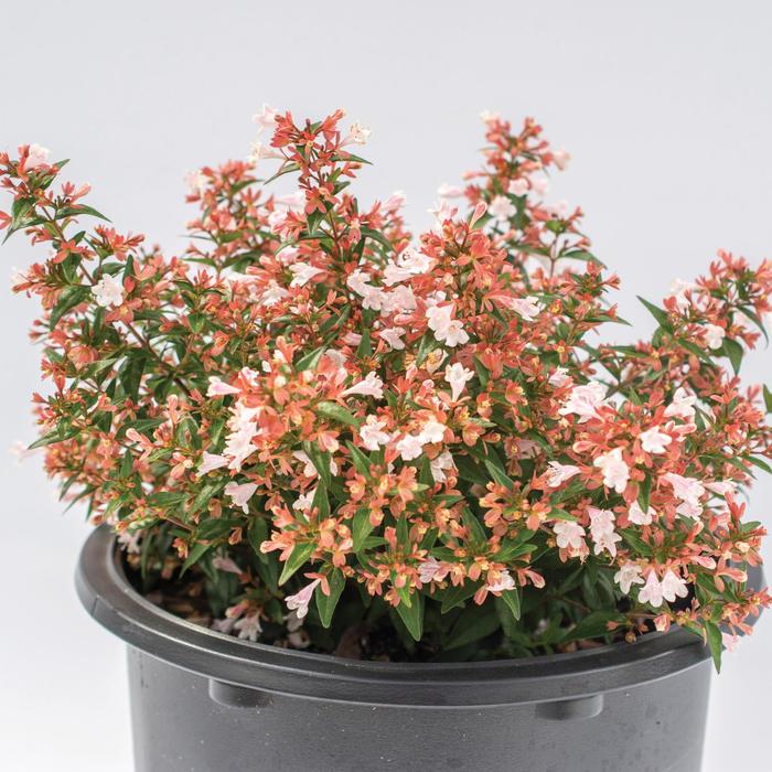Bloomables® Raspberry Perfection™ - Abelia chinensis 'Abesrpras' PP33516 from GCM Theme Three