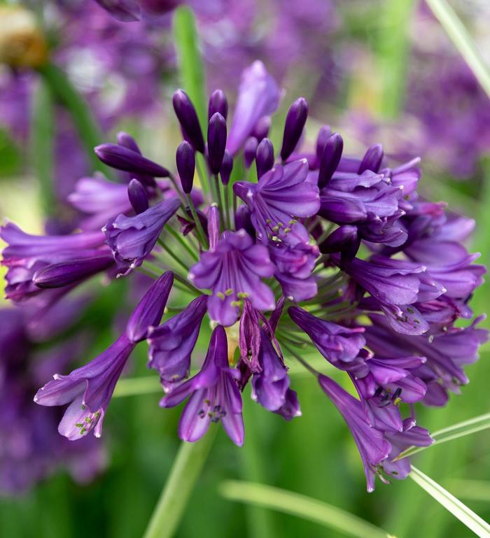 'Ever Amethyst™' African Lily - Agapanthus from GCM Theme Three