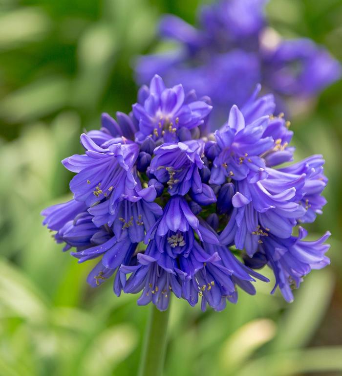 'Ever Midnight™' African Lily - Agapanthus from GCM Theme Three