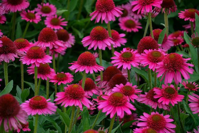 Coneflower - Echinacea 'Delicious Candy' from GCM Theme Three