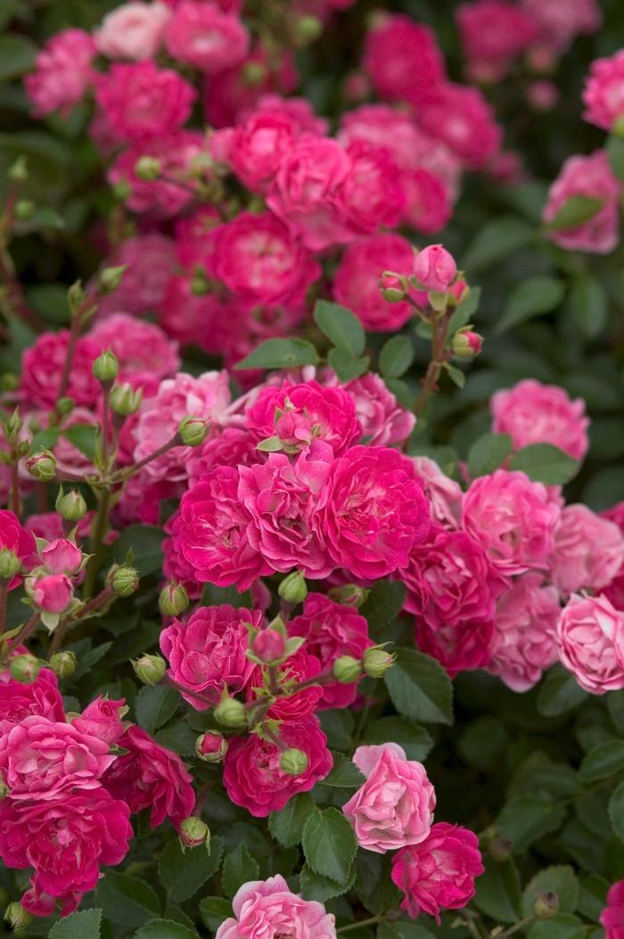Easy Elegance® Little Mischief Rose - Rosa 'BAIief' from GCM Theme Three