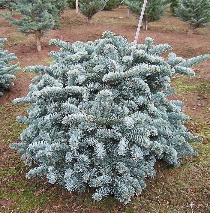 'Glauca' Noble Fir - Abies procera from GCM Theme Three