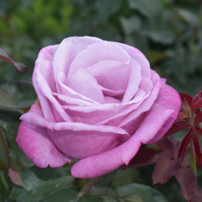 Rose - Rosa 'Fragrant Plum' from GCM Theme Three