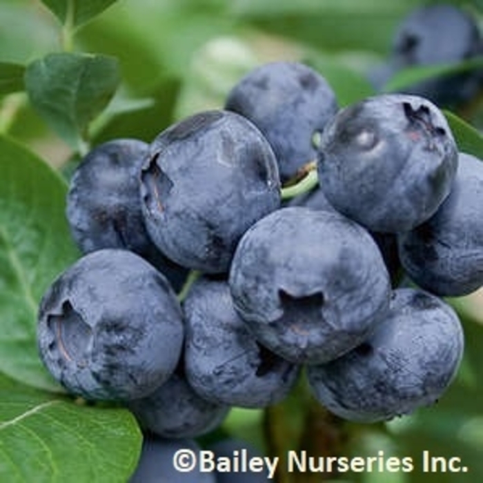 Northblue Blueberry - Blueberry x 'Northblue' from GCM Theme Three