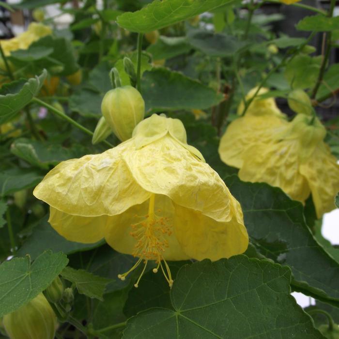 'Yellow Finch' Flowering Maple - Abutilon hybrid from GCM Theme Three