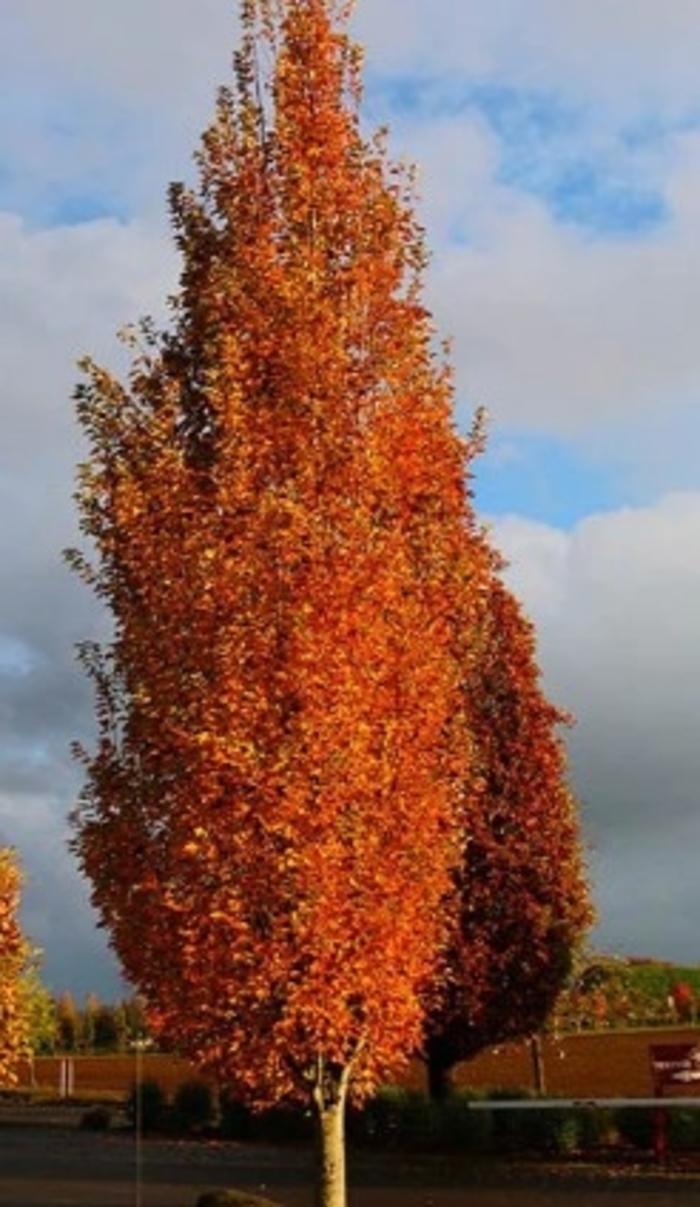 'Armstrong Gold™' Maple - Acer rubrum from GCM Theme Three