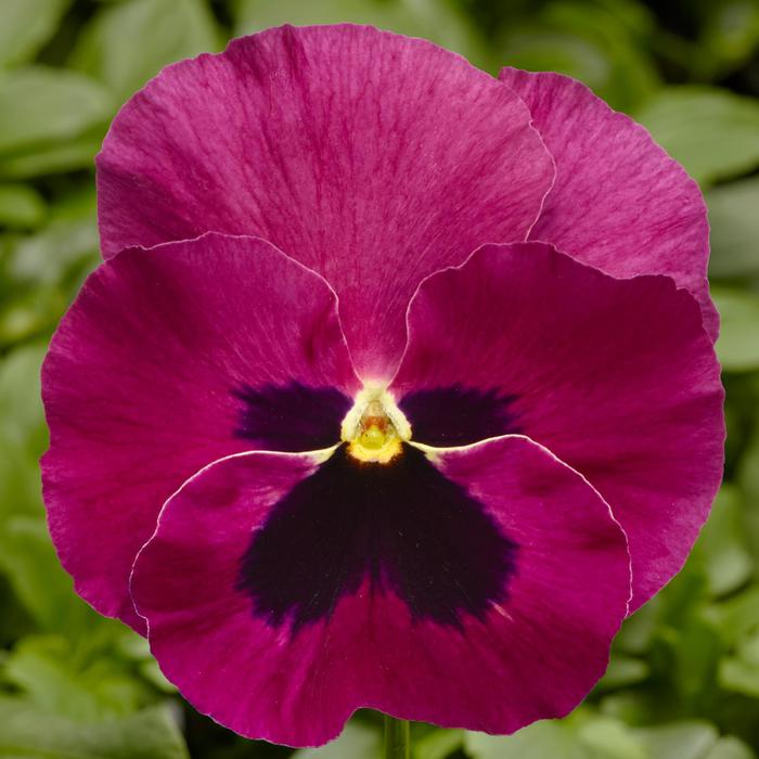 Delta™ Pro Rose with Blotch - Viola x wittrockiana (Pansy) from GCM Theme Three