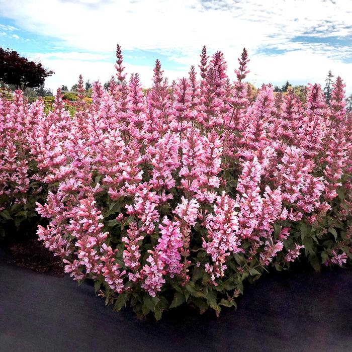 'Pink Pearl' Anise Hyssop - Agastache PPAF from GCM Theme Three