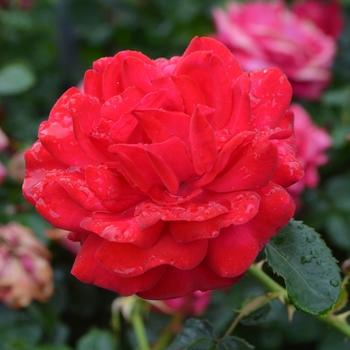 Easy Elegance® Super Hero Rose -Rosa 'BAIsuhe'