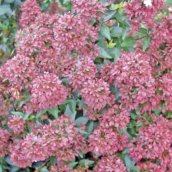 Abelia hybrid - 'Raspberry Profusion' Abelia