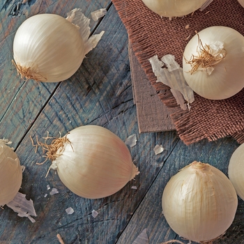 Onion -Allium cepa 'White Ebenezer'