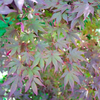Fireglow Japanese Maple -Acer palmatum