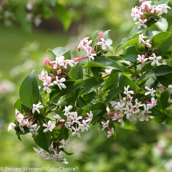 Color Choice® Sweet Emotion® -Abelia mosanensis 'SMNAMDS' PP27370 CPBR5937