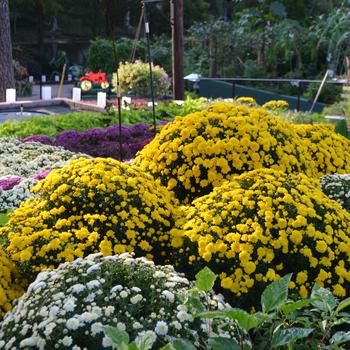 Mums - Various Colors -Chrysanthemum 